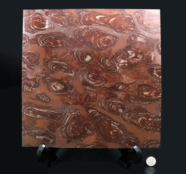 およそ30センチ四方、4700グラムの超大判化石！およそ17億年前