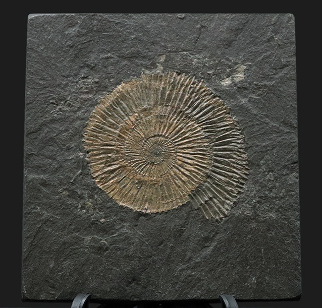 ドイツ・ホルツマーデン産らしい落ち着いた味わい、細脈で知られるジュラ紀のアンモナイト、ダクチリオセラス（Dactylioceras）の化石（その1）
