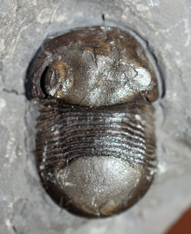 米国ニューヨーク州の個性派三葉虫、ブマスタス・イオクス（Bumastus ioxus）（その8）