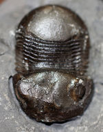 米国ニューヨーク州の個性派三葉虫、ブマスタス・イオクス（Bumastus ioxus）