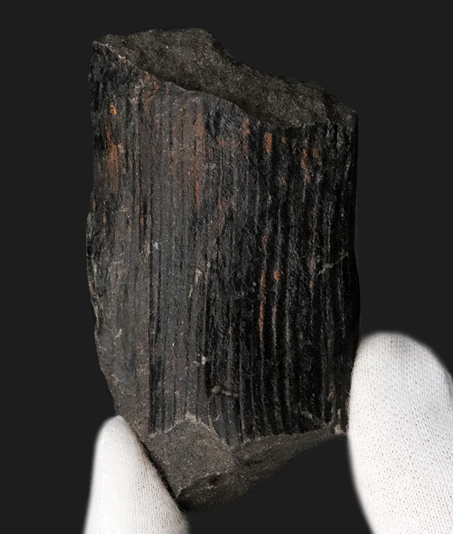 縦線にご注目!古生代石炭紀に繁栄した巨木、カラミテス(Calamites)の樹皮の化石(その1)