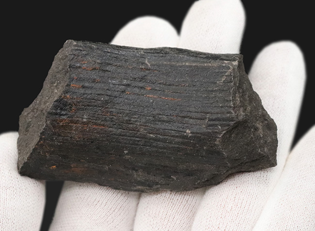 縦線にご注目!古生代石炭紀に繁栄した巨木、カラミテス(Calamites)の樹皮の化石(その2)