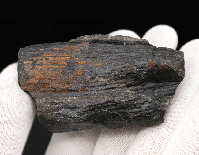 縦線にご注目!古生代石炭紀に繁栄した巨木、カラミテス(Calamites)の樹皮の化石(その3)