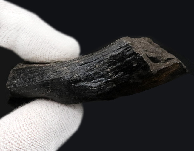 縦線にご注目!古生代石炭紀に繁栄した巨木、カラミテス(Calamites)の樹皮の化石(その4)