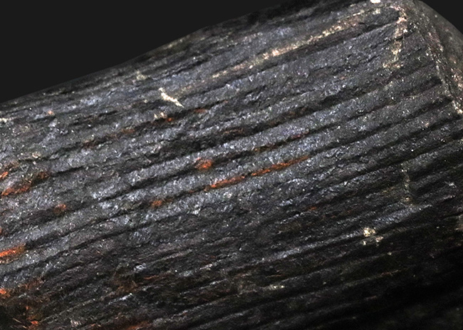 縦線にご注目!古生代石炭紀に繁栄した巨木、カラミテス(Calamites)の樹皮の化石(その5)