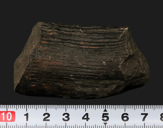 縦線にご注目!古生代石炭紀に繁栄した巨木、カラミテス(Calamites)の樹皮の化石(その6)
