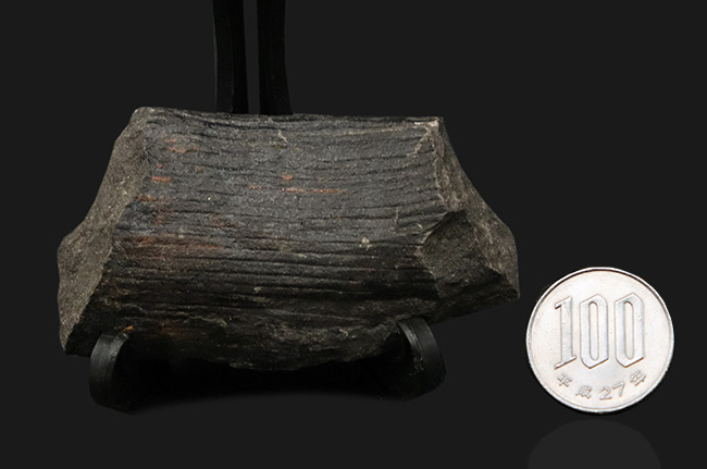 縦線にご注目！古生代石炭紀に繁栄した巨木、カラミテス（Calamites）の樹皮の化石（その7）