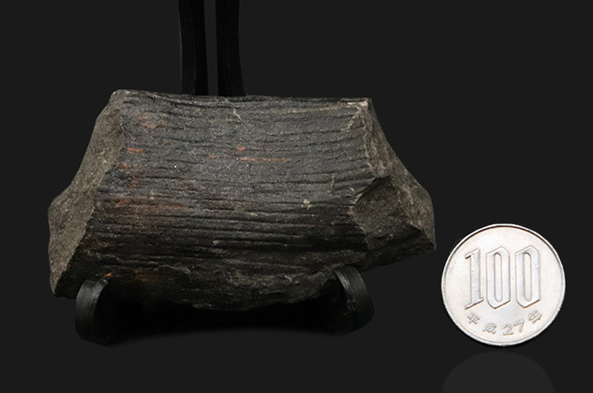 縦線にご注目!古生代石炭紀に繁栄した巨木、カラミテス(Calamites)の樹皮の化石(その7)