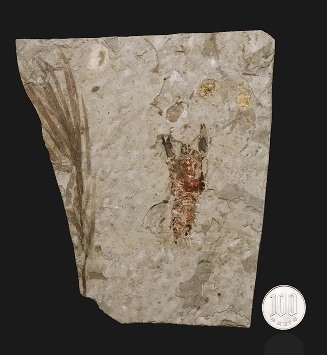 希少!ハサミ、全形ともに保存された、恐竜時代(中生代ジュラ紀)のザリガニ、アスタクス(Astacus spinorostrinus)の化石(その10)