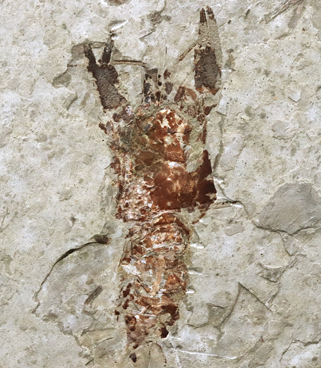 希少!ハサミ、全形ともに保存された、恐竜時代(中生代ジュラ紀)のザリガニ、アスタクス(Astacus spinorostrinus)の化石(その2)