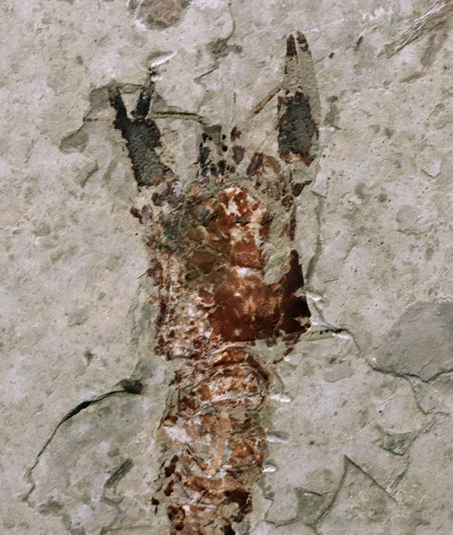 希少！ハサミ、全形ともに保存された、恐竜時代（中生代ジュラ紀）のザリガニ、アスタクス（Astacus spinorostrinus）の化石（その3）