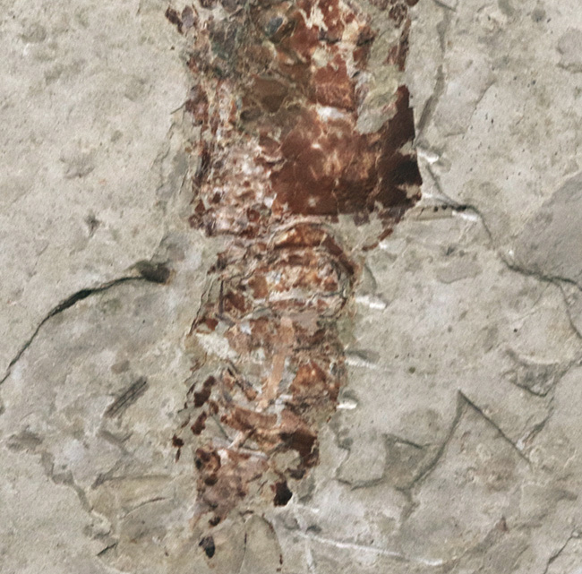 希少!ハサミ、全形ともに保存された、恐竜時代(中生代ジュラ紀)のザリガニ、アスタクス(Astacus spinorostrinus)の化石(その4)