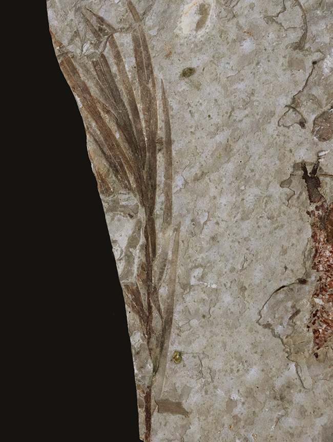 希少！ハサミ、全形ともに保存された、恐竜時代（中生代ジュラ紀）のザリガニ、アスタクス（Astacus spinorostrinus）の化石（その5）