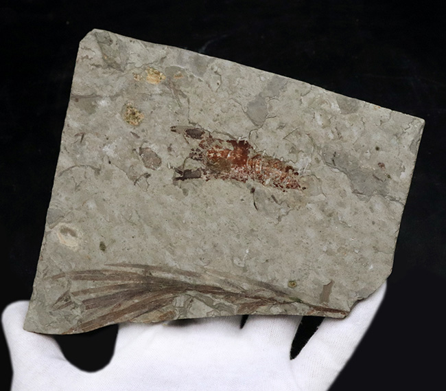 希少！ハサミ、全形ともに保存された、恐竜時代（中生代ジュラ紀）のザリガニ、アスタクス（Astacus spinorostrinus）の化石（その6）
