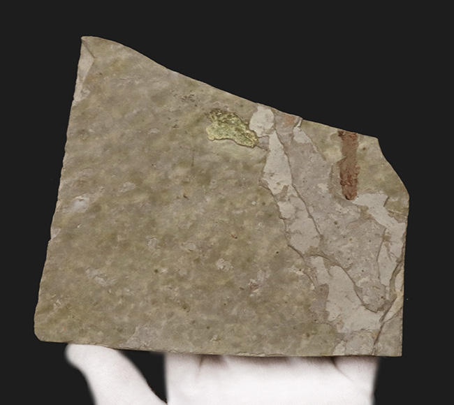 4806 外国切手 ブルガリア 1984年 先史時代生物 恐竜 6種セット 4806 外国切手 ブルガリア 1984年 先史時代生物 恐竜 6種セット