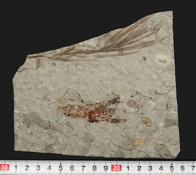 希少！ハサミ、全形ともに保存された、恐竜時代（中生代ジュラ紀）のザリガニ、アスタクス（Astacus spinorostrinus）の化石（その9）