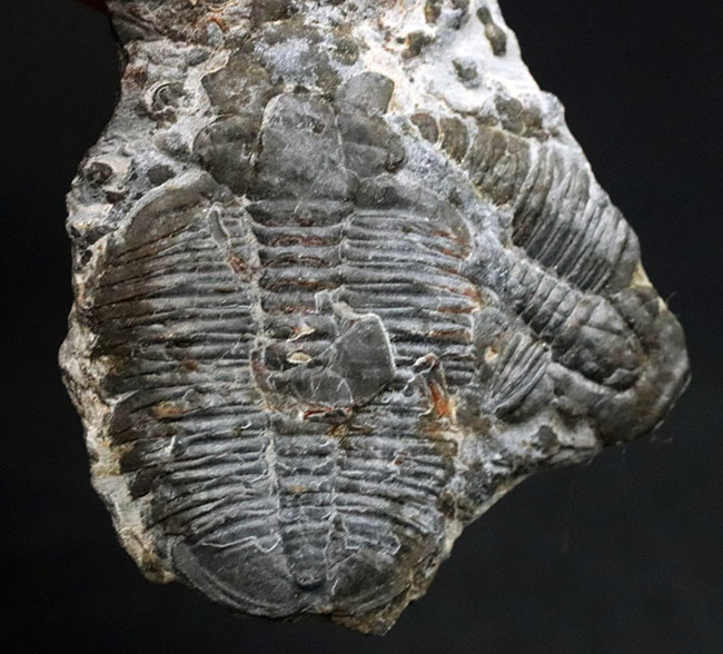 二体が折り重なっている群体化石、米国ユタ州を代表する化石、三葉虫、エルラシア・キンギ（Elrathia Kingi）（その1）