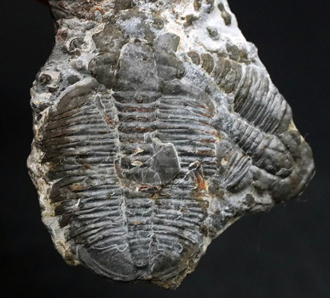 二体が折り重なっている群体化石、米国ユタ州を代表する化石、三葉虫、エルラシア・キンギ(Elrathia Kingi)(その1)