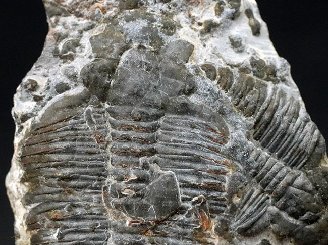 二体が折り重なっている群体化石、米国ユタ州を代表する化石、三葉虫、エルラシア・キンギ（Elrathia Kingi）（その2）