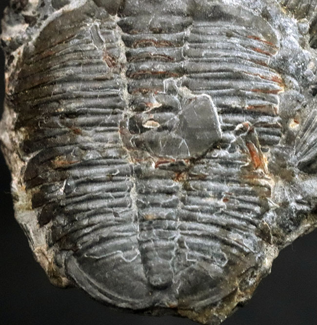 二体が折り重なっている群体化石、米国ユタ州を代表する化石、三葉虫、エルラシア・キンギ（Elrathia Kingi）（その3）