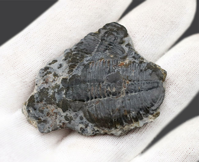 二体が折り重なっている群体化石、米国ユタ州を代表する化石、三葉虫、エルラシア・キンギ(Elrathia Kingi)(その4)