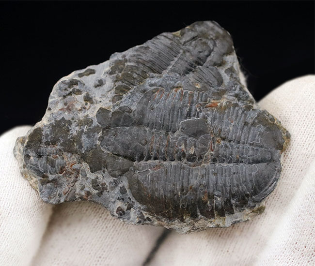 二体が折り重なっている群体化石、米国ユタ州を代表する化石、三葉虫、エルラシア・キンギ(Elrathia Kingi)(その5)