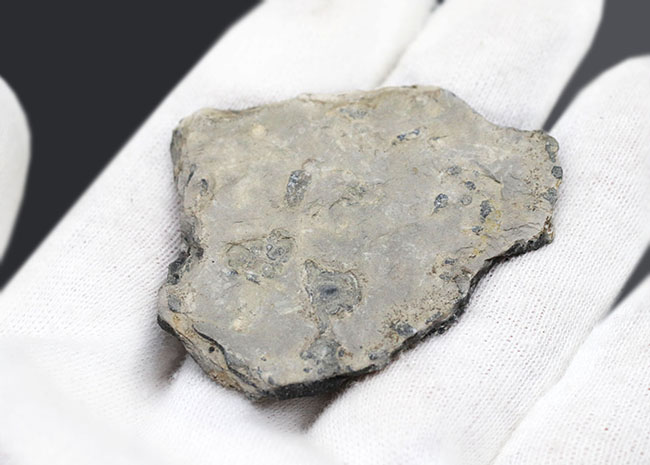 二体が折り重なっている群体化石、米国ユタ州を代表する化石、三葉虫、エルラシア・キンギ(Elrathia Kingi)(その6)