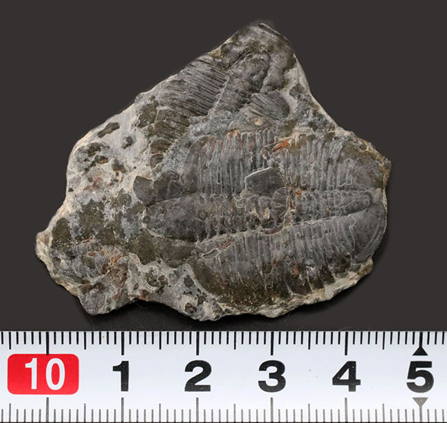 二体が折り重なっている群体化石、米国ユタ州を代表する化石、三葉虫、エルラシア・キンギ（Elrathia Kingi）（その7）