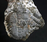 二体が折り重なっている群体化石、米国ユタ州を代表する化石、三葉虫、エルラシア・キンギ（Elrathia Kingi）