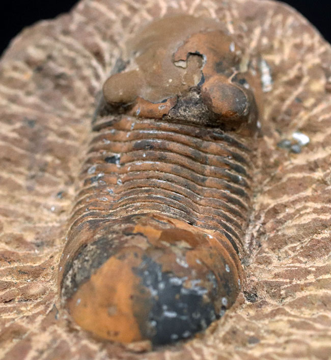外骨格との境界がのぞける個体、デボン紀の三葉虫、パラレジュルス(Paralejurus)の化石(その1)