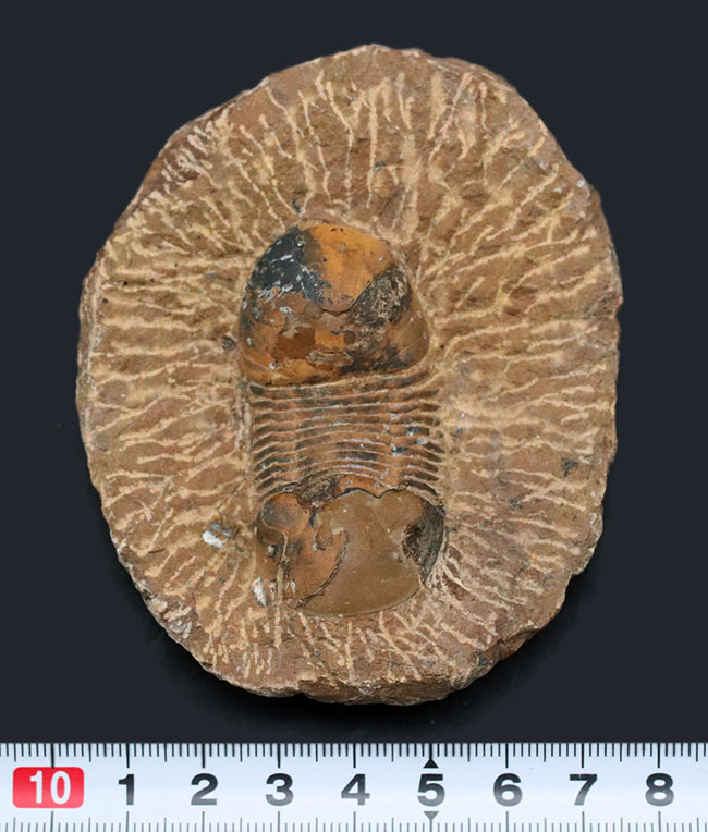 外骨格との境界がのぞける個体、デボン紀の三葉虫、パラレジュルス（Paralejurus）の化石（その10）