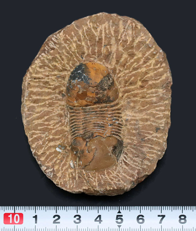 外骨格との境界がのぞける個体、デボン紀の三葉虫、パラレジュルス(Paralejurus)の化石(その10)