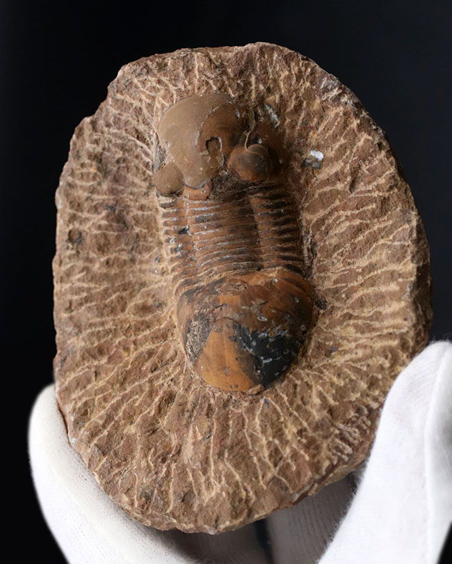 外骨格との境界がのぞける個体、デボン紀の三葉虫、パラレジュルス（Paralejurus）の化石（その3）