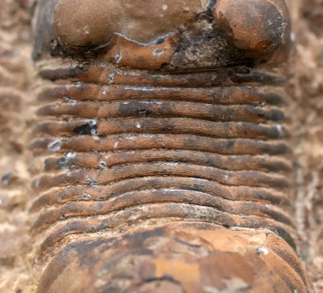 外骨格との境界がのぞける個体、デボン紀の三葉虫、パラレジュルス（Paralejurus）の化石（その5）