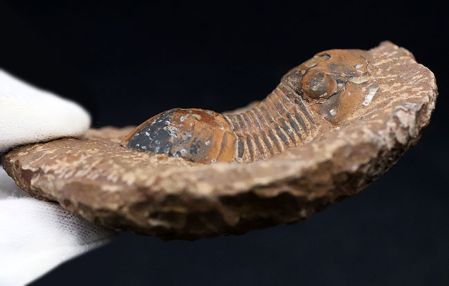 外骨格との境界がのぞける個体、デボン紀の三葉虫、パラレジュルス（Paralejurus）の化石（その7）