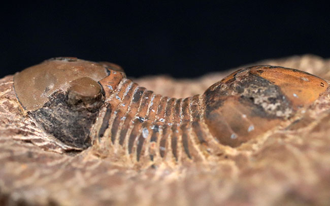 外骨格との境界がのぞける個体、デボン紀の三葉虫、パラレジュルス（Paralejurus）の化石（その8）
