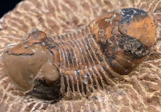 外骨格との境界がのぞける個体、デボン紀の三葉虫、パラレジュルス（Paralejurus）の化石（その9）