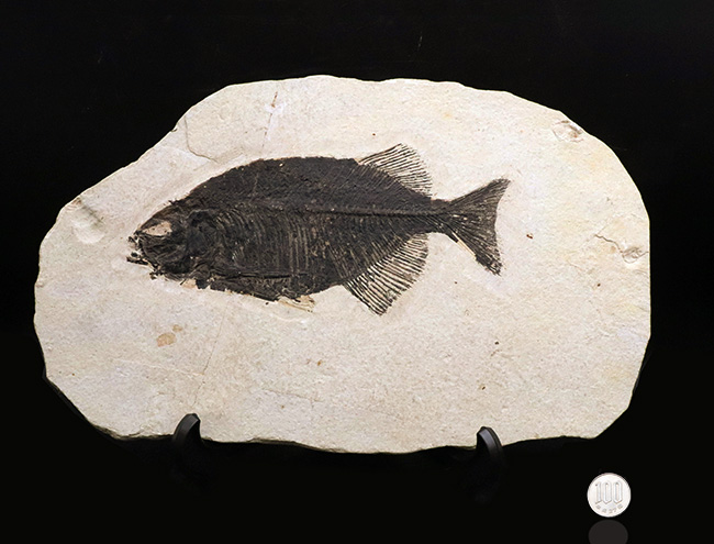 古代魚コレクター必見！ベリーレア！米国ワイオミング州グリーン