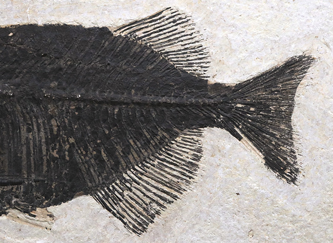 古代魚コレクター必見！ベリーレア！米国ワイオミング州グリーン