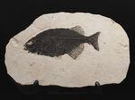 古代魚コレクター必見！ベリーレア！米国ワイオミング州グリーン・リバー層で発見された古代魚、ファレオドゥス（Phareodus ）の全身標本