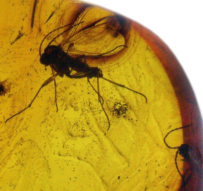 およそ4000万年前の虫を内包した、世界最大産地、バルト海産の琥珀を使ったペンダントトップ(シルバーチェーン、高級ジュエリーケース付き)(その6)