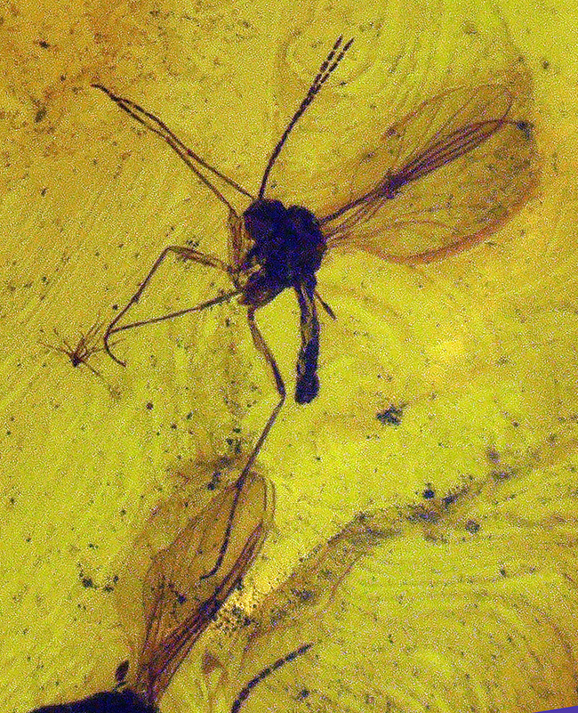 およそ4000万年前の虫を内包した、世界最大産地、バルト海産の琥珀を使ったペンダントトップ(シルバーチェーン、高級ジュエリーケース付き)(その8)
