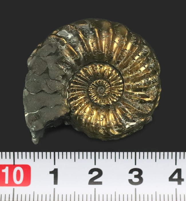 直径最大部36ミリ!大きい!ドイツのジュラ紀前期の地層から発見された黄鉄鉱アンモナイト、プレウロセラス(Pleuroceras)の化石(その7)