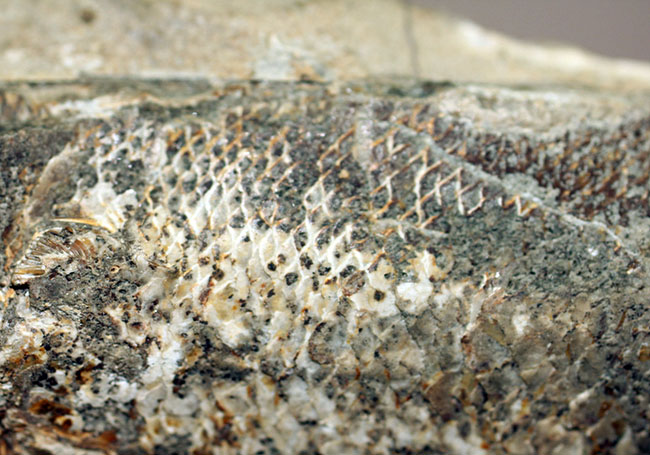 恐竜が居た時代の海を回遊していた古代魚の化石、ラコレピス。ブラジル・セアラ州産。（その4）
