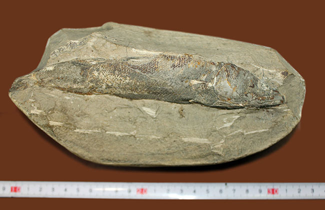 恐竜が居た時代の海を回遊していた古代魚の化石、ラコレピス。ブラジル・セアラ州産。（その8）