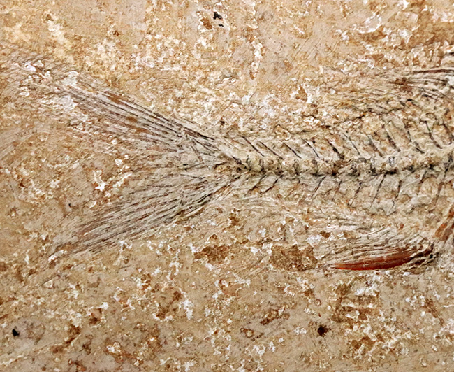 ディプロミスタスの化石 古代魚の化石 約6.5センチ×5センチ 最高の保存状態！古代魚ディプロミスタス（Diplomystus dentatus