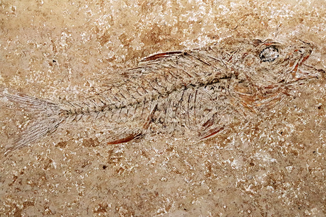 ディプロミスタスの化石 古代魚の化石 約6.5センチ×5センチ ディプロミスタスの化石 古代魚の化石 約6.5センチ×5センチ