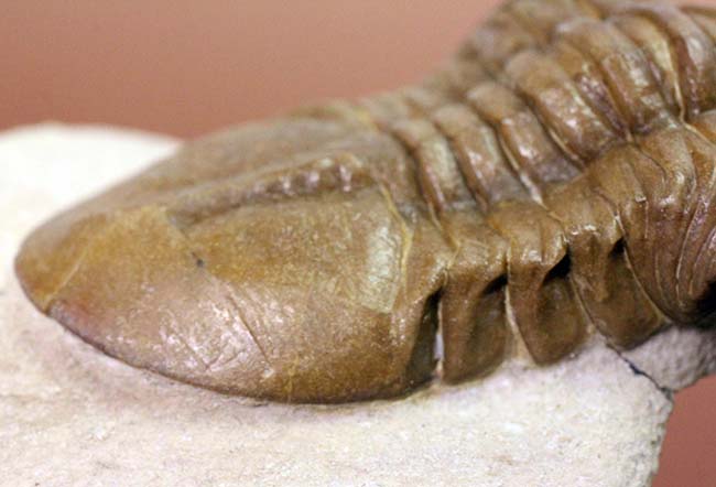 眼の長さが際立ったポーズにご注目!ロシア産のアサフス属の三葉虫のなかで最も人気のあるコワレフスキー(Asaphus kowalewski)(その11)