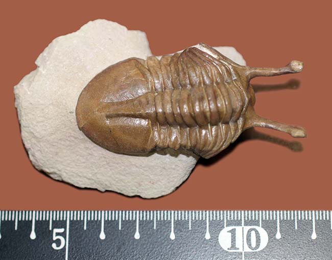 眼の長さが際立ったポーズにご注目!ロシア産のアサフス属の三葉虫のなかで最も人気のあるコワレフスキー(Asaphus kowalewski)(その12)