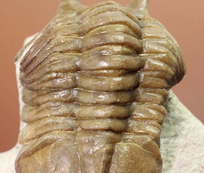 眼の長さが際立ったポーズにご注目!ロシア産のアサフス属の三葉虫のなかで最も人気のあるコワレフスキー(Asaphus kowalewski)(その4)